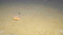 Flabellum alabastrum