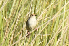 Cisticola tinniens