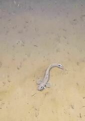 Enchelyopus cimbrius