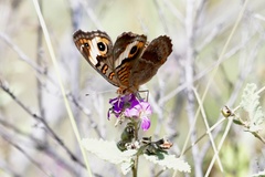 Junonia zonalis