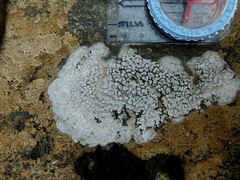 Sagediopsis aquatica