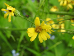 Doronicum austriacum