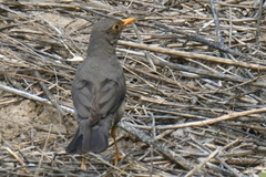 Turdus smithi