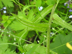 Doronicum austriacum