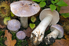 Phlegmacium daulnoyae