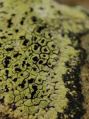 Rhizocarpon oportense