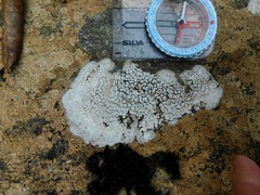 Sagediopsis aquatica