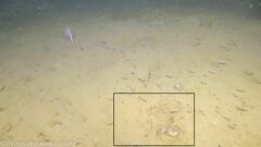 Flabellum alabastrum