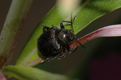 Bromius obscurus