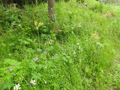 Doronicum austriacum