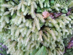 Schistochila nobilis