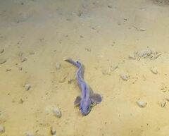 Enchelyopus cimbrius