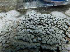 Sagediopsis aquatica