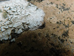 Sagediopsis aquatica