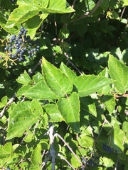 Viburnum deamii
