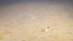 Flabellum alabastrum