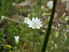 Cerastium arvense
