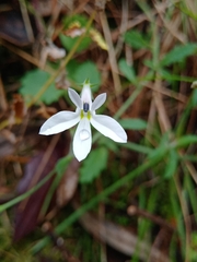 Lobelia pubescens