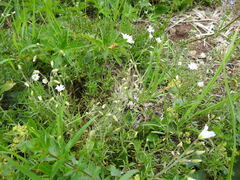 Cerastium arvense