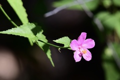 Hibiscus phoeniceus