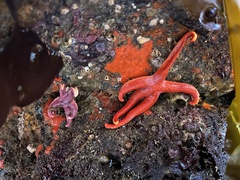 Henricia