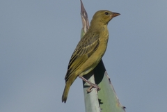 Ploceus capensis