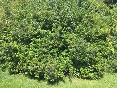 Viburnum deamii