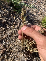 Ipomopsis spicata spicata