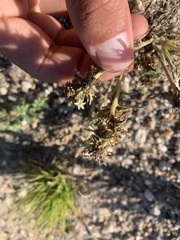 Ipomopsis spicata spicata