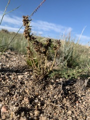 Ipomopsis spicata spicata