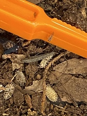 Teliapsocus conterminus