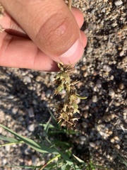 Ipomopsis spicata spicata