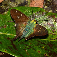 Ectomis ceculus