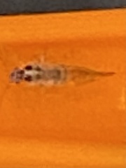 Teliapsocus conterminus