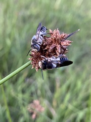 Megachilini