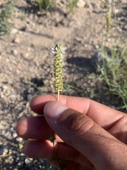 Dalea candida