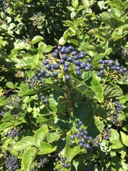 Viburnum deamii