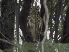 Bubo africanus africanus