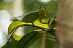 Tropidolaemus subannulatus