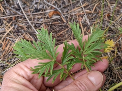 Potentilla litoralis