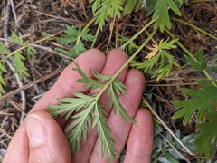 Potentilla litoralis