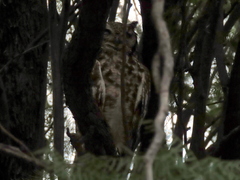 Bubo africanus africanus