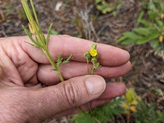 Potentilla litoralis