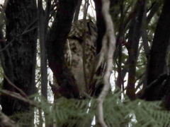 Bubo africanus africanus