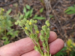 Potentilla litoralis