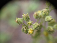 Potentilla litoralis
