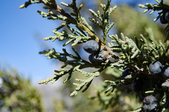 Juniperus indica