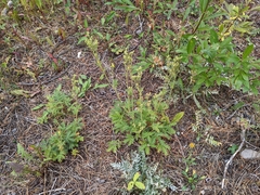 Potentilla litoralis