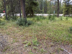 Potentilla litoralis