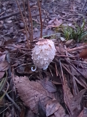 Coprinus comatus